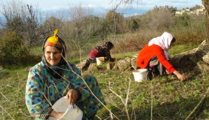 CNMA.. منح 20 حصة بالمجان للنساء الريفيات الراغبات بالاشتراك