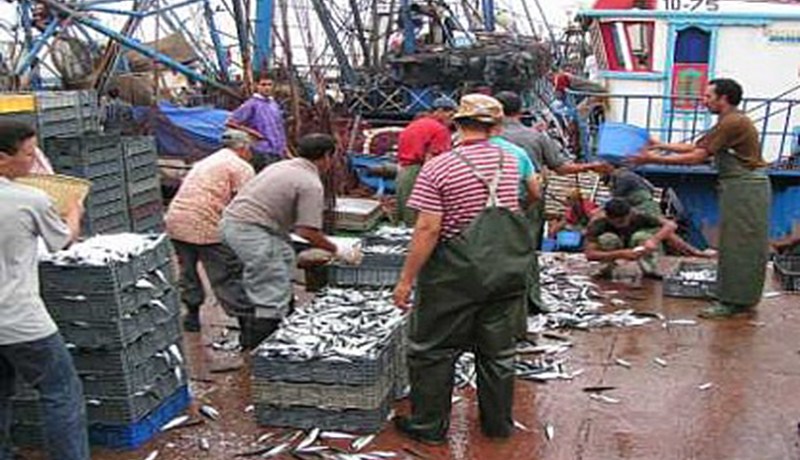 نظام إحصائي معلوماتي لقطاع الصيد البحري