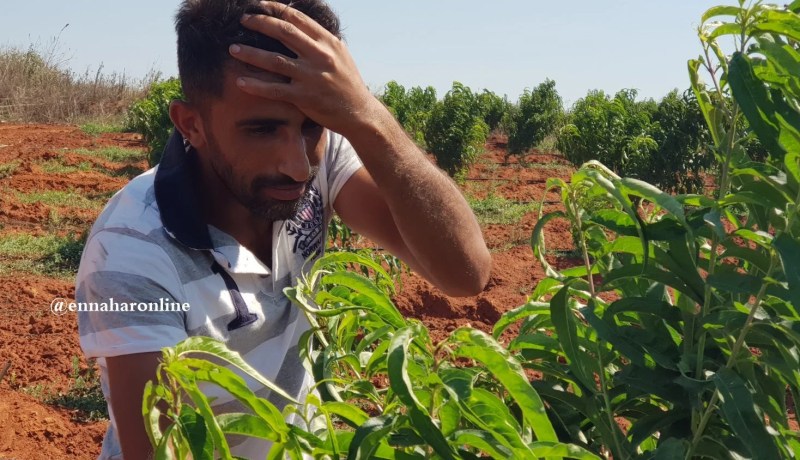 30 هكتــارا مـــن أشجــار البرتقــال والخــوخ تتعــرض للإبــادة بجـــرة قلــم في تيبـــازة