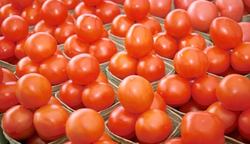 غرس مساحة تقارب 2.200 هكتار طماطم صناعية بقالمة