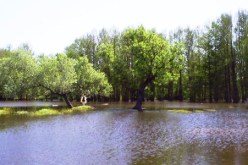 سهل أم الطبول بالطارف تغمره مياه بحيرة طونغا ببلدية الصوارخ