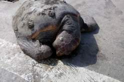 أمواج البحر تلفظ سلحفاة عملاقة في ميناء سكيكدة