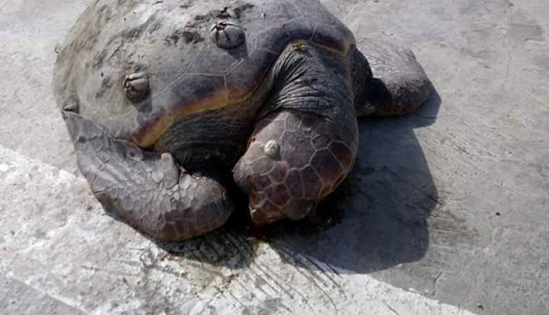 أمواج البحر تلفظ سلحفاة عملاقة في ميناء سكيكدة
