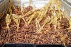 إحباط محاولة تهريب حوالي 7,5 قناطير من التمور