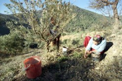 دشرة سليم بتيكجدة تستقبل فصل الربيع على طريقتها: جمع بيض الحجل عادة تتيمن بها الفتيات بهدف الزواج