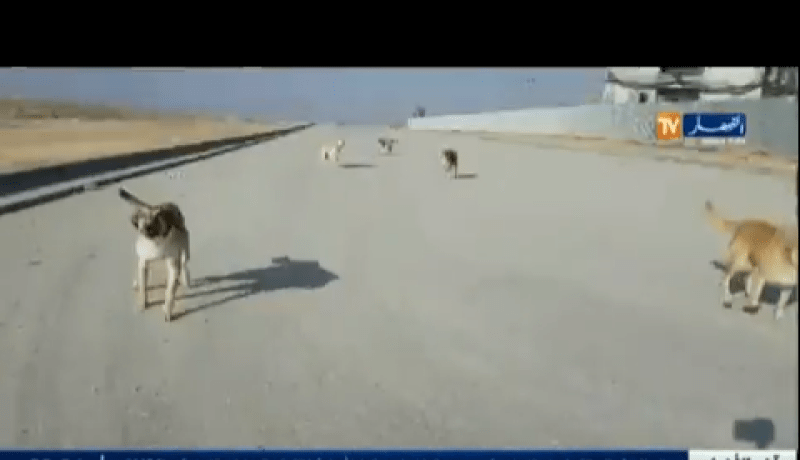 بالفيديو.. الكلاب تطارد الشيخ النوي في العاصمة الجديدة بوغزول