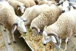 مربوا المواشي ينددون برفع الدعم عن الشعير ويطالبون رئيس الجمهورية بالتدخل