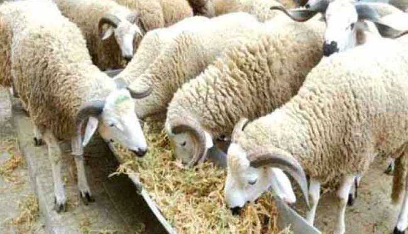 مربوا المواشي ينددون برفع الدعم عن الشعير ويطالبون رئيس الجمهورية بالتدخل