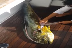 بالفيديو.. سمكة تبتلع 32 سلحفاة