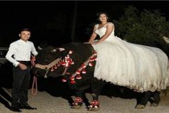 في حادثة نادرة عروس على ظهر ثور يوم زفافها