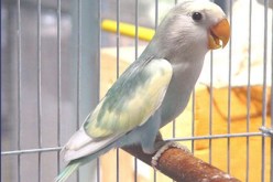 يدان بخمس سنوات سجنا نافذا بسبب عصفور