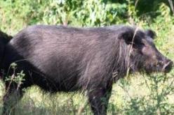 10 آلاف ''حلوف'' بالطارف تهدد نصف مليون نسمة بأنفلونزا الخنازير