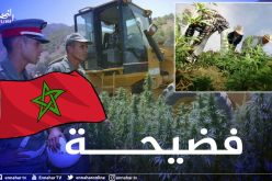 في فضيحة جديدة لنظام “المخزن”..التوجه الى تقنين زراعة وبيع القنب الهندي!