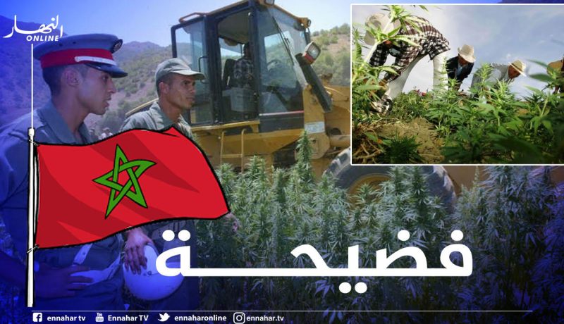 في فضيحة جديدة لنظام “المخزن”..التوجه الى تقنين زراعة وبيع القنب الهندي!