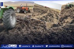 غليزان..حريق يأتي على حوالي 50 هكتار من القمح الصلب بسهل “قري” بسيدي محمد بن علي