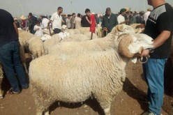 ميلة: غلق جميع أسواق الماشية والابقاء على سوقي الخضر والفواكه بشلغوم والبيض بواد سقان