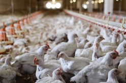 بوغالم عن إنفلونزا الطيور.. نفوق 50 ألف دجاجة في أم البواقي ولم يتم تسجيل بؤرة أخرى