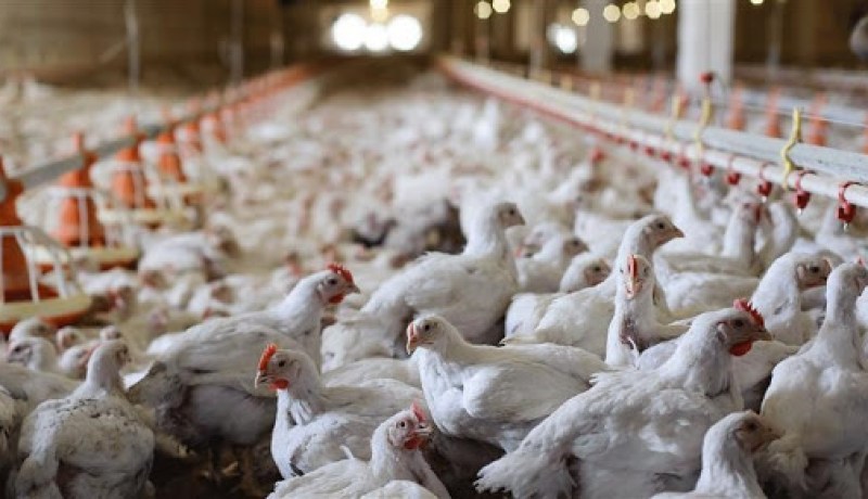 بوغالم عن إنفلونزا الطيور.. نفوق 50 ألف دجاجة في أم البواقي ولم يتم تسجيل بؤرة أخرى