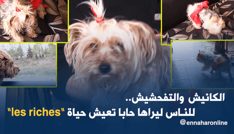 الكانيش” يتحول إلى “لامودا” في أحياء الجزائر