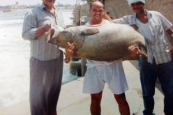 مواطن مصري  يصطاد سمكة تزن 51 كيلو تلهب مواقع التواصل الإجتماعي