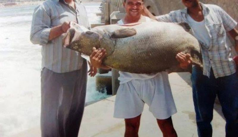 مواطن مصري  يصطاد سمكة تزن 51 كيلو تلهب مواقع التواصل الإجتماعي