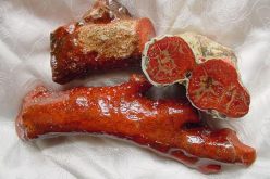 حجز ما يقارب 20 كلغ من المرجان كان موجها للتهريب بالطارف