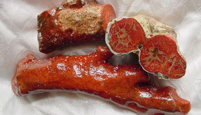 حجز ما يقارب 20 كلغ من المرجان كان موجها للتهريب بالطارف