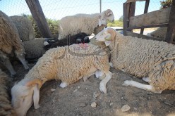 الولاة لتحديد وتسيير نقاط بيع الأضاحي بالولايات الداخلية