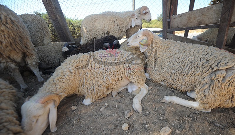 الولاة لتحديد وتسيير نقاط بيع الأضاحي بالولايات الداخلية