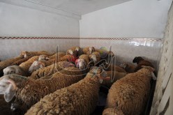 السلطات تمنع نقل المواشي بين الولايات بسبب وباء الحمى القلاعية