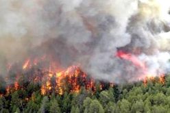 النيران تلهم أكثر من 38 هكتار من الغطاء النباتي بالبليدة