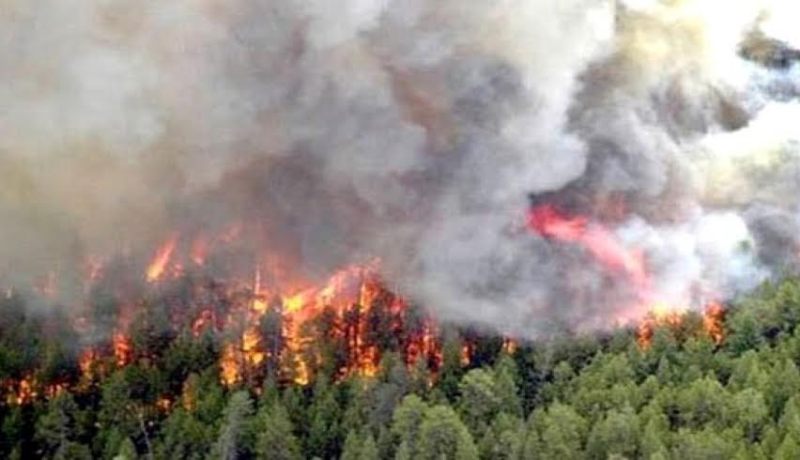 النيران تلهم أكثر من 38 هكتار من الغطاء النباتي بالبليدة