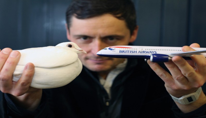 شعار حمامة على طائرات الخطوط الجوية البريطانية