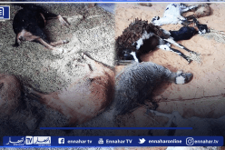 بالصور.. الكلاب الضالة تقضي على 19 رأسا من الماشية بولاية إليزي