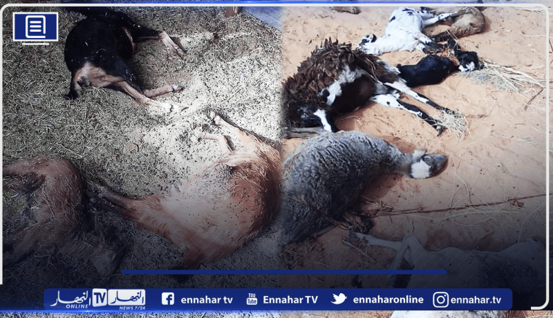بالصور.. الكلاب الضالة تقضي على 19 رأسا من الماشية بولاية إليزي