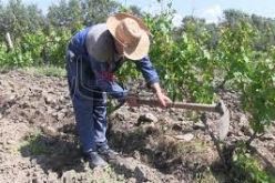 مجهولون يقتلون فلاحا خنقا داخل مزرعة في تلمسان