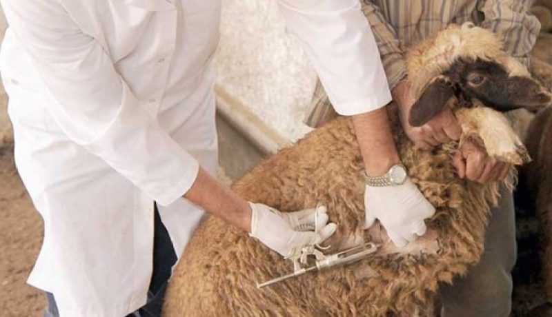 تلقيح أزيد من 150 ألف رأس من الغنم والماعز ضد طاعون المجترات الصغيرة بخنشلة