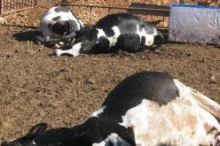 وزارة الفلاحة: حجم خسائر الحمى القلاعية 2500 رأس