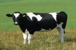 محاولة انتحار جماعية بسبب‮ ‬البقرة ‬في‮ ‬بريكة باتنة