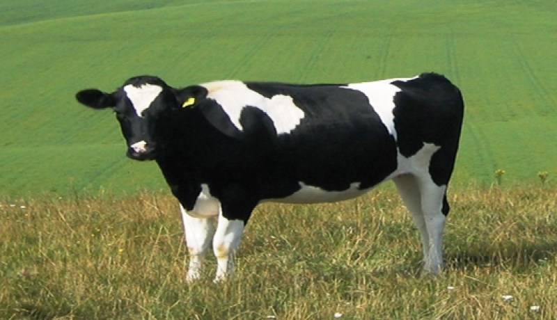 محاولة انتحار جماعية بسبب‮ ‬البقرة ‬في‮ ‬بريكة باتنة