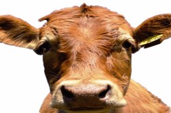 14 ‬عون حماية مدنية لإخراج عجل من قعر بئر في‮ ‬سطيف