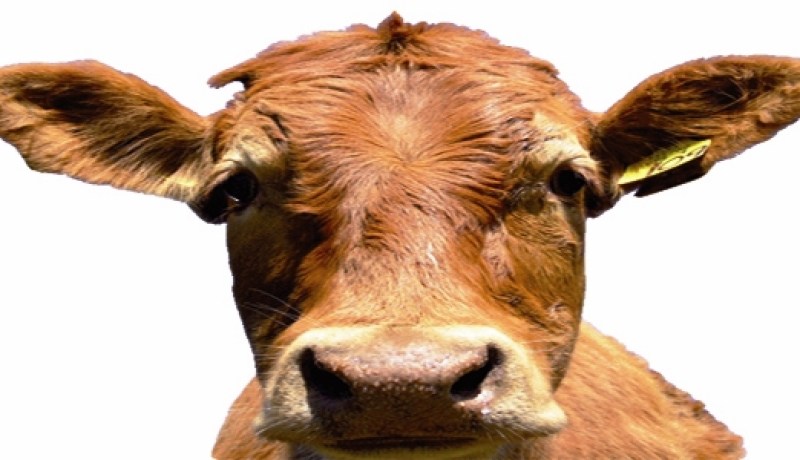 14 ‬عون حماية مدنية لإخراج عجل من قعر بئر في‮ ‬سطيف