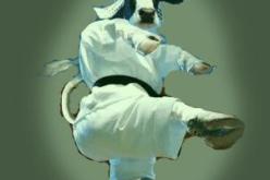 بقرة مجنونة تثير هلعا بقرية عين تاقبالت في تلمسان