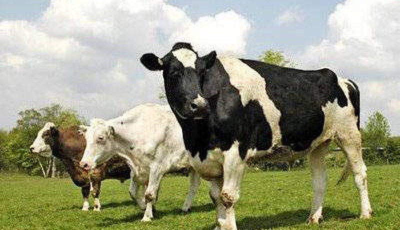إرهابيون يسرقون 3 أبقار بقرية عبد المجيد في الجلفة