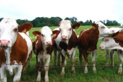 تسجيل حالة إصابة بداء الحمى القلاعية برؤوس البقر بالمقرن في الوادي