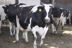 تسجيل بؤرة جديدة للحمى القلاعية بمرسى الكبير في وهران