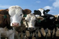 اجتماع مربو البقر الحلوب باعضاء المجلس الجهوي للشعبة بعنابة