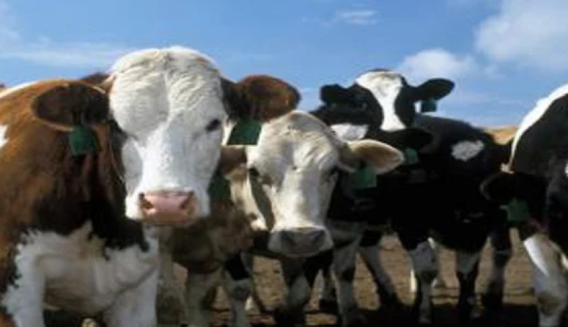 اجتماع مربو البقر الحلوب باعضاء المجلس الجهوي للشعبة بعنابة