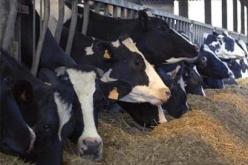 مهنيون يدعون الى تقليص صادرات أغذية الأنعام و تشجيع الإنتاج المحلي