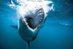 مقتل سائح ألماني في هجوم جديد لأسماك القرش في البحر الأحمر